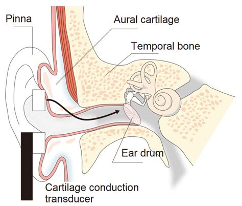 hair inside ear 4