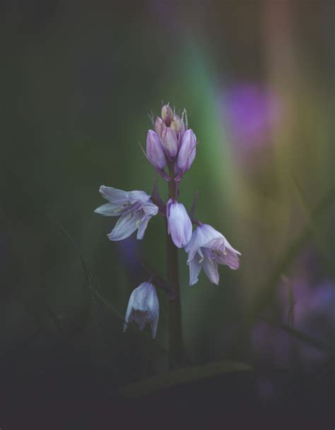 Branch with Flowers Laid on White Surface · Free Stock Photo