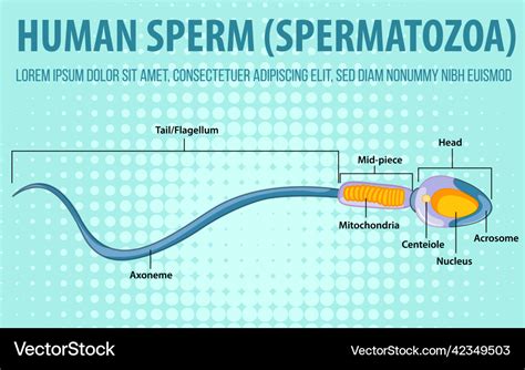 Diagram showing human sperm spernatozoa Royalty Free Vector