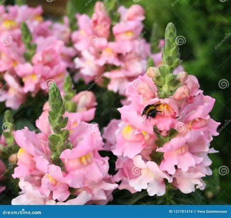 Antirrhinum Majus Snap Dragon In Blossom With A Bumble Bee Stock