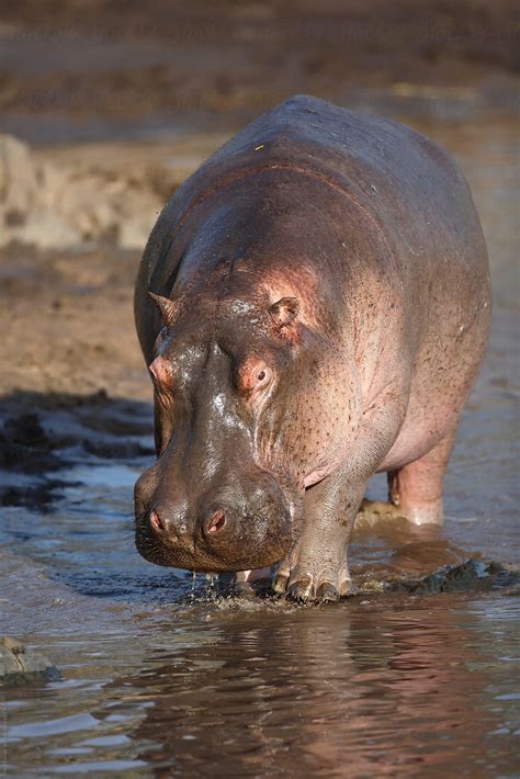 Hippopotamus By Stocksy Contributor Paul Tessier Stocksy