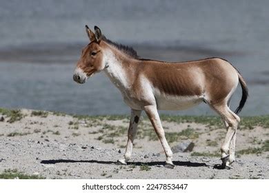 Tibetan Wild Ass Ladakh India Stock Photo 2247853447 Shutterstock