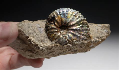 Rare Colorful Iridescent Ammonite Discoscaphites Fossil From The Fox