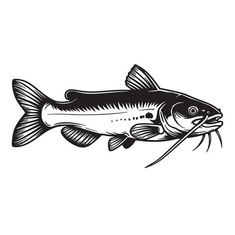 Detailed black and white illustration of a catfish depicting its fins