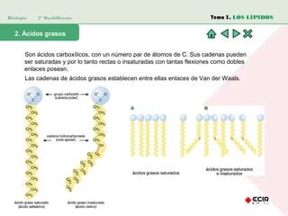 L Pidos Ppt