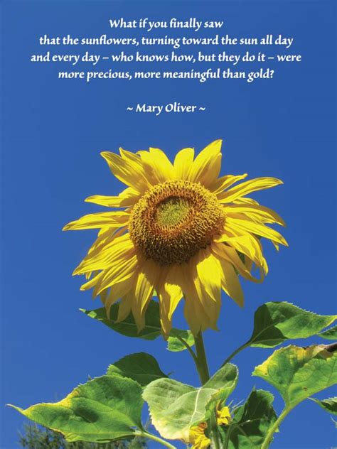 Sunflower Quotes Sunflower Poem Sunflower