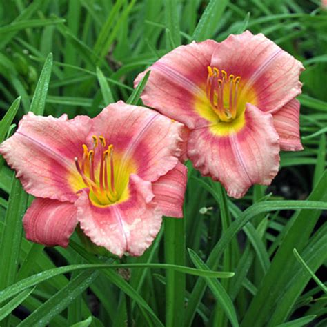 Rosy Returns Daylily | Tulip World | 27277