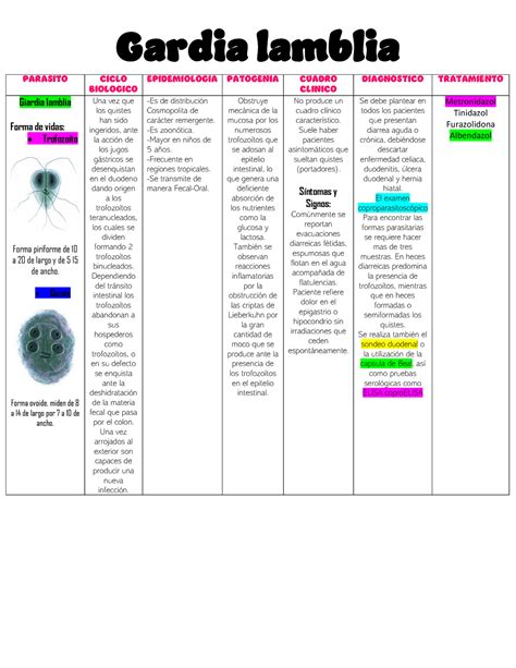 Cuadro De Giardia Microbiolog A Y Parasitolog A M Dicas De Tay