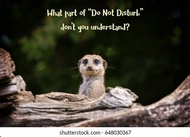 Funny Meerkat Meme Text What Part Stock Photo 648030367 | Shutterstock