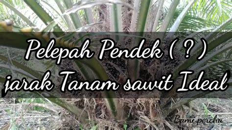 Sawit Pelepah Pendek Idealkah Tanam Jarak 8 X 8 YouTube