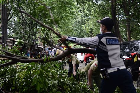 Ratusan Pohon Di Jakarta Tumbang Selama Tahun Terakhir Akibat Cuaca