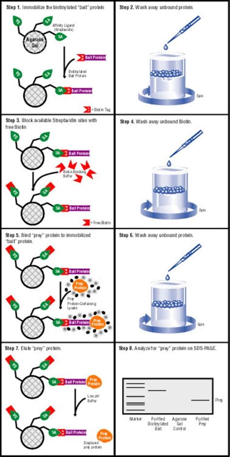 Pierce Biotinylated Protein Interaction Pull Down Kit Thermo Fisher