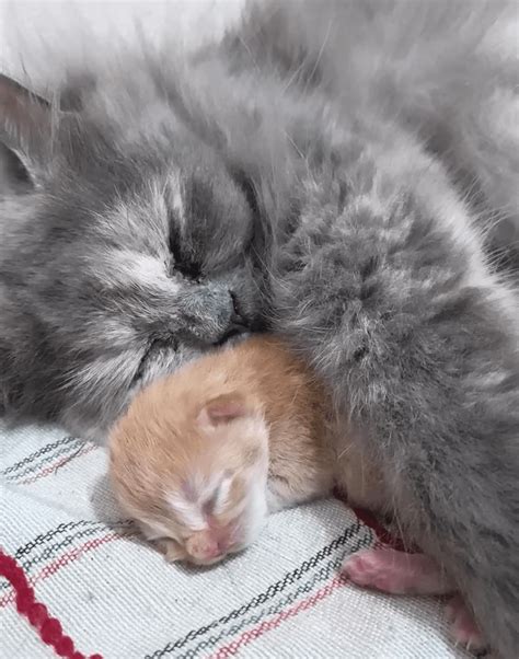 20 Cutest Kittens Of The Week The Tiniest Fluffiest Criminals August 19