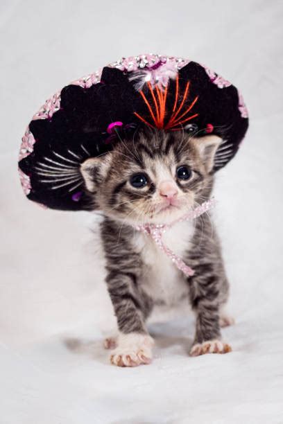 390 Sombrero Cat Stock Photos Pictures And Royalty Free Images Istock