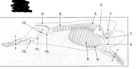 Lab 3 Beef Carcass And Anatomy Flashcards Quizlet