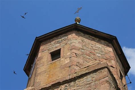 Ausflug in Welt der Vögel und Fledermäuse Online Vortrag