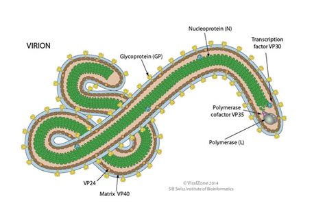 Diseccionando El Virus Del Ébola ¿para Qué Sirven Cada Uno De Sus