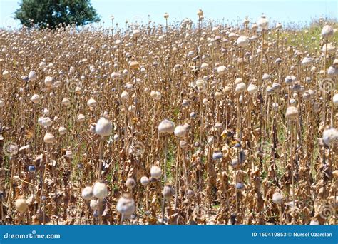 Dried opium, poppy field stock image. Image of pasture - 160410853