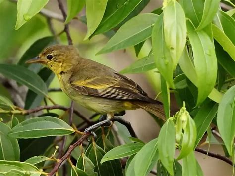 Yellow-backed tanager - Facts, Diet, Habitat & Pictures on Animalia.bio