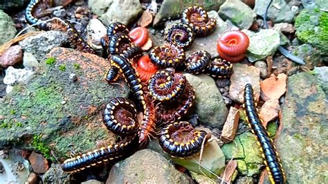 Hunting Millipede Ulat Gagak Luwing Di Kebun Youtube