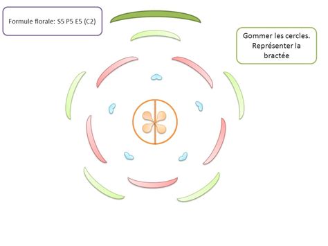 Dessiner Un Diagramme Floral Ppt Video Online T L Charger