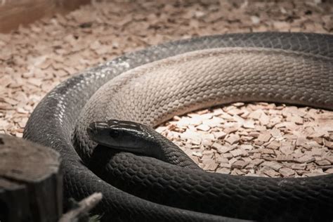 Black Mamba Ular Ular Paling Berbisa Di Dunia No 1 Ada Di Papua