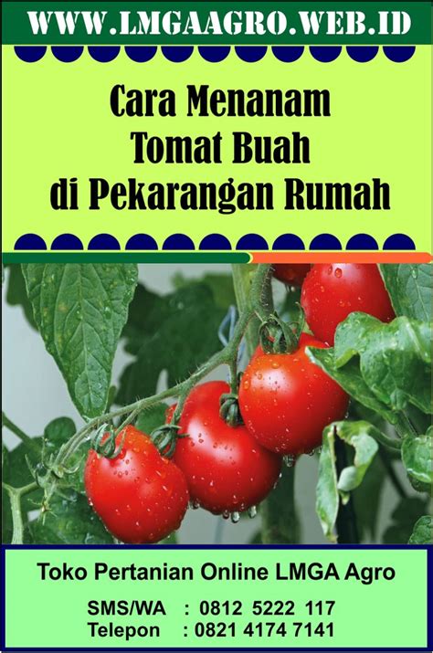 Cara Menanam Tomat Buah Di Pekarangan Rumah 08125222117 SMS WA Toko