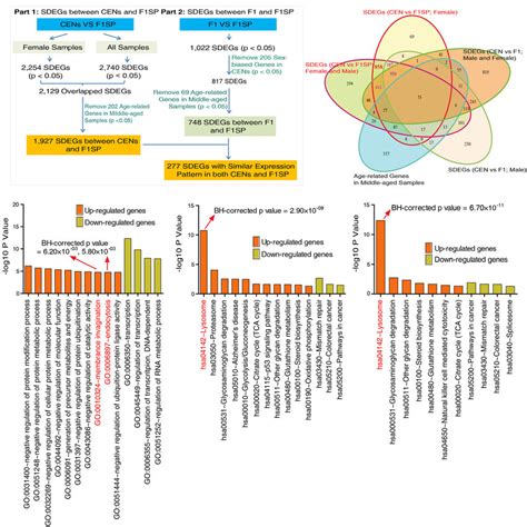 Significantly Differentially Expressed Genes SDEGs Between The CEN