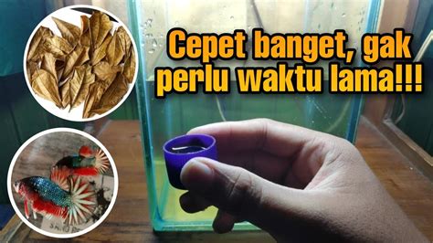 Begini Caranya Membuat Ekstrak Ketapang Agar Mutasi Ikan Cupang Menjadi