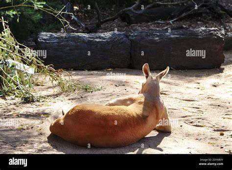 Kangaroo Relaxing On Ground Stock Photo - Alamy