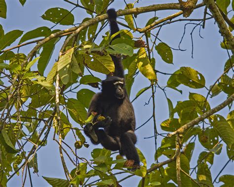 Sultans Of Swing Hoolock Gibbons Rule The Canopy Roundglass Sustain