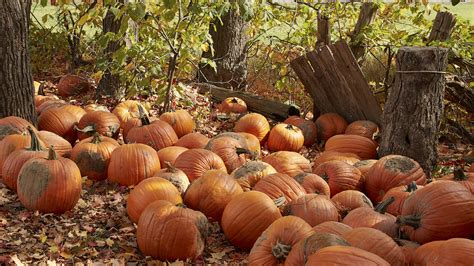 Download wallpaper 3840x2160 pumpkins, leaves, trees, autumn 4k uhd 16: ...