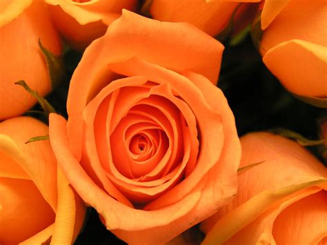 What Is The Meaning And History Of Orange Roses Orange Roses Rose And Flowers