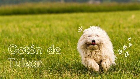 Cuántas horas de ejercicio necesita un Cotón de Tulear Blog de ADOPTA