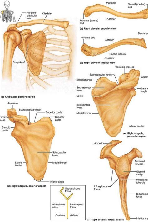 PECTORAL GIRDLE ANATOMY Medical Anatomy Human Muscle Anatomy Basic