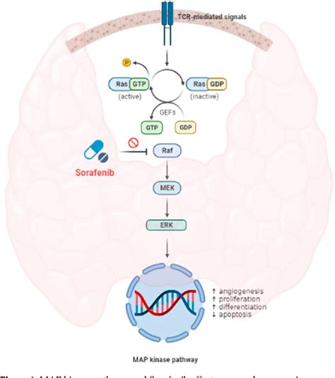 Figure 1 From Sorafenib In Metastatic Papillary Thyroid Carcinoma With