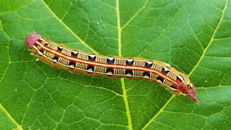 15 Caterpillar Butterfly Time Lapse Royalty-Free Images, Stock Photos & Pictures | Shutterstock