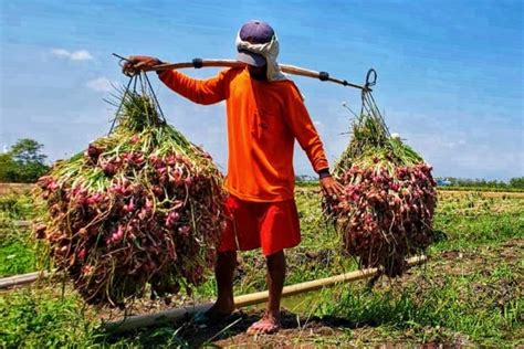 Panen Bawang Merah Sumenep Seluas 300 Hektar April