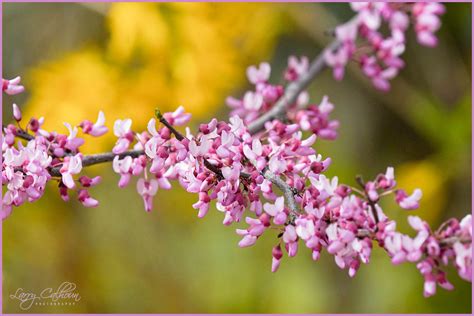 American Redbud Cercis Canadensis Rosy Pink Flowers Appea Flickr