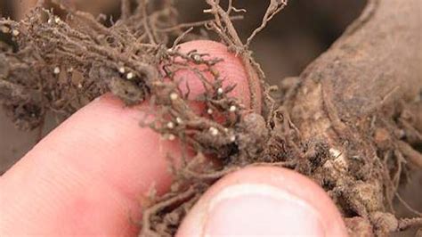 Tips For Managing Six Serious Soybean Diseases Croplife