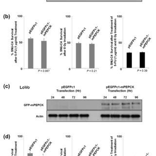 Quantification Of Pepck Expression Levels In Human Colon Cancer