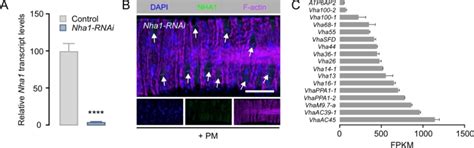 figs validation  nha knockdown efficacy  nha transcript