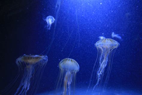 Marine Invertebrates Jellyfish