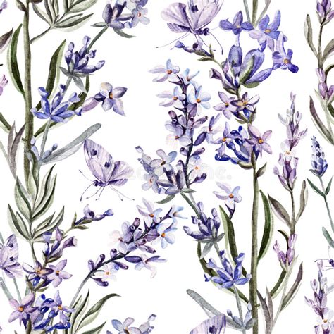 La Lavanda Fiorisce Il Modello Senza Cuciture Illustrazione Naturale