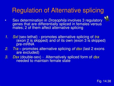 Ppt Discovery Of Alternative Splicing Powerpoint Presentation Free