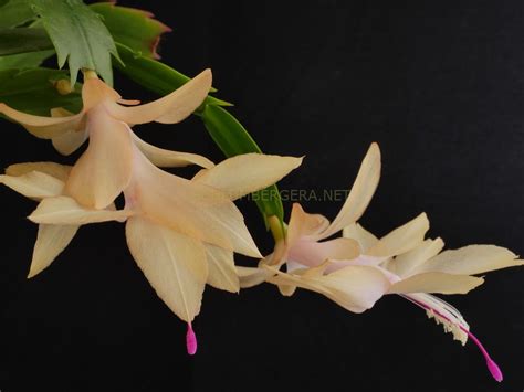 Christmas Flame Schlumbergera And Rhipsalidopsis