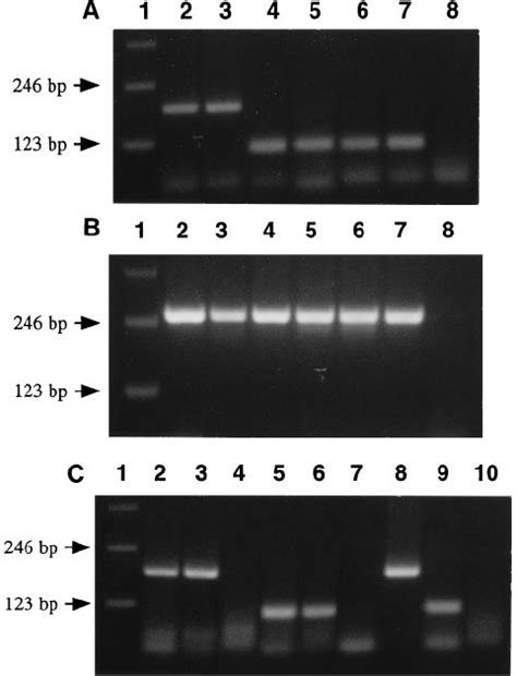 PCR For PRRS Virus Typing A Multiplex PCR Lanes 2 LV 3 H1 4