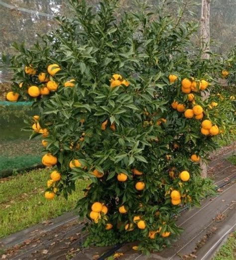 Citrus x junos greffé sur Poncirus trifoliata Citronnier Yuzu Conteneur