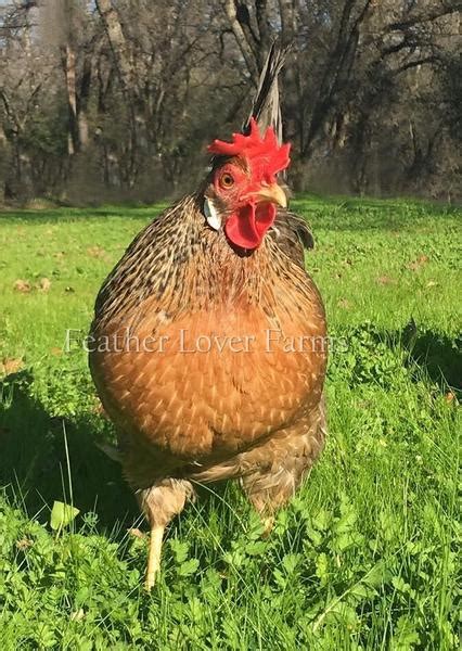 Crested Cream Legbar Chicks For Sale | Feather Lover Farms