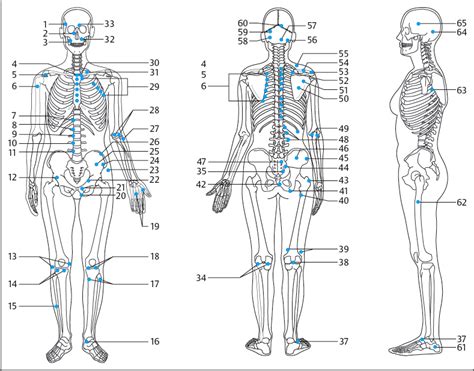 Strain And Counterstrain For Pelvic Pain Musculoskeletal Key